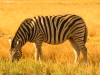 Etosha 1 327